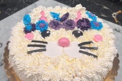 gatto